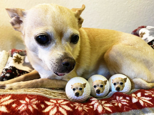 chihuahua face on a golf ball